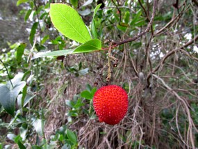 Foto: Erdbeerbaumfrucht bei der Wanderung Boliqueime - Paderne