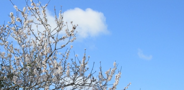 Die Mandelblüte an der Algarve im Januar