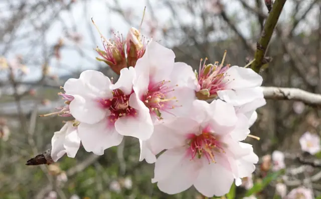 Eine Mandelbaumblüte im Februar 2023