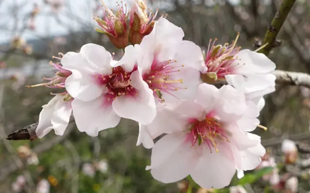 Foto: Die Mandelblüte der Algarve im Januar