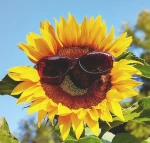 Tipps zum Sonnenschutz