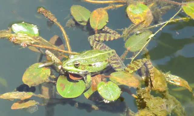 wetter-algarve-dezember-2024-0-frosch