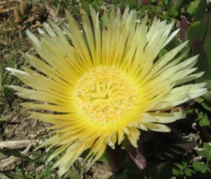 Foto: Mittagsblume