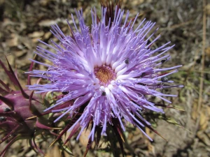Distel im Mai 2026