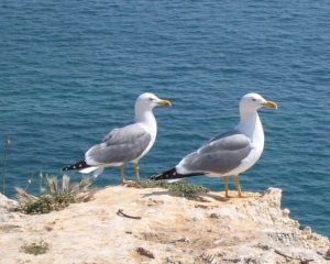 Sommerlandschaft Algarve Juli 2026