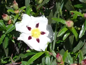 Portugal Algarve Flora Zistrose Cistus Ladanifer
