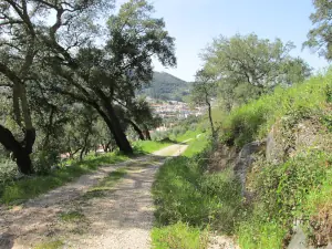 Feedback zu Wandern mit Uwe, Waldweg in der Serra de Monchique