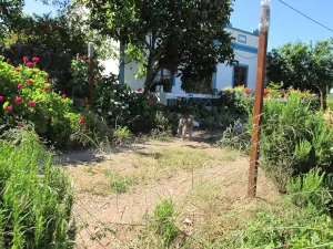 Hund und Hausbepflanzung Algarve-Wanderung Silves